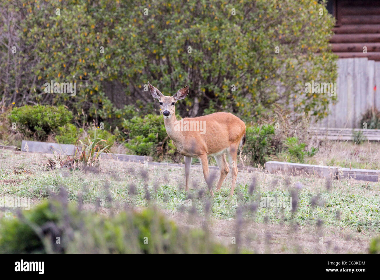 A deer stands near a home in the community of Irish Beach, Mendocino County, California, United States Stock Photo