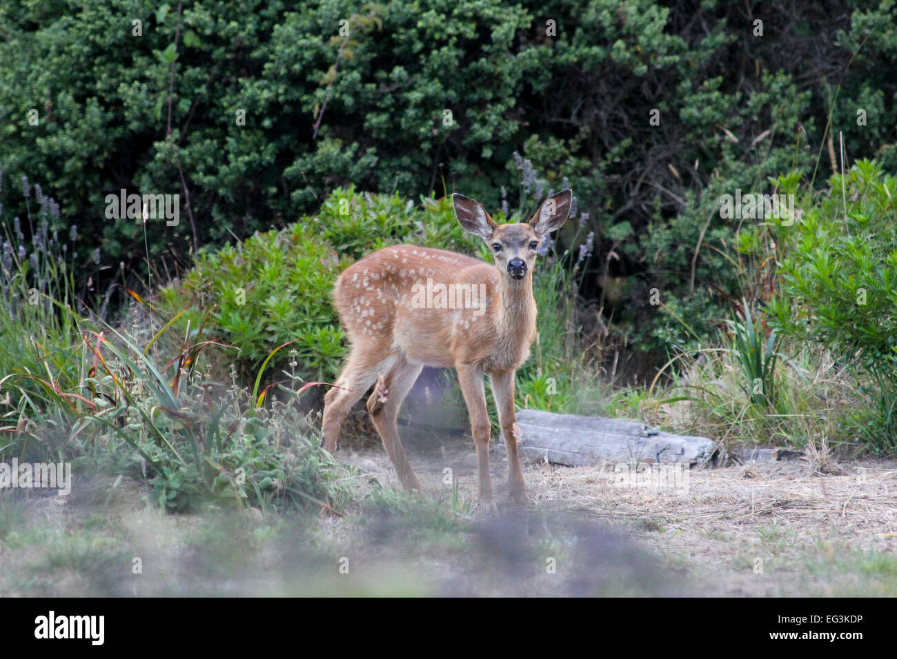 A fawn stands near a home in the community of Irish Beach, Mendocino County, California, United States Stock Photo