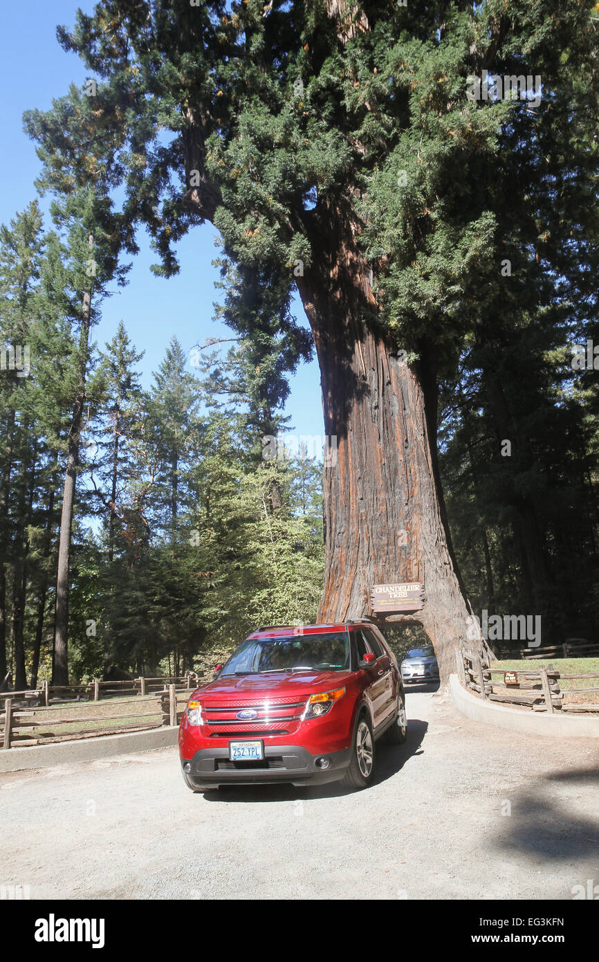 Vehicles drives through the Chandelier Tree in Leggett, California, United States Stock Photo