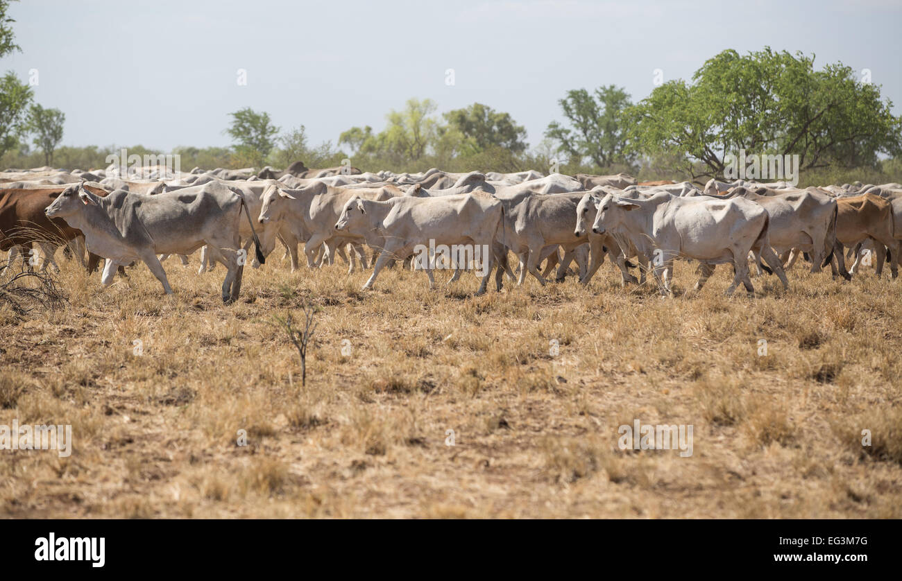 Cattle farm australia hires stock photography and images Alamy