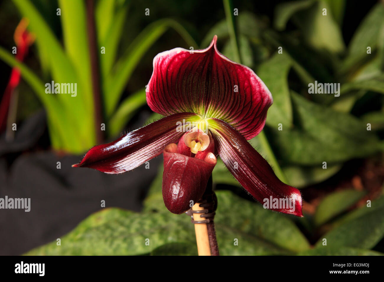 Paphiopedilum  orchid hybrid flower (Incantation X Black Buddha X Incantation X Magic Cherry) Stock Photo