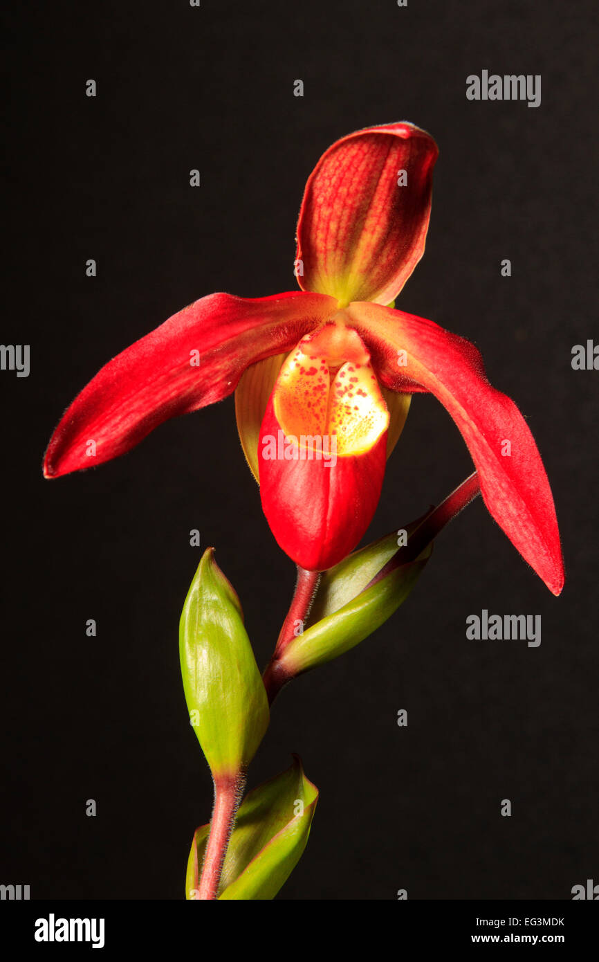 Phragmipedium orchid flower hybrid. Stock Photo