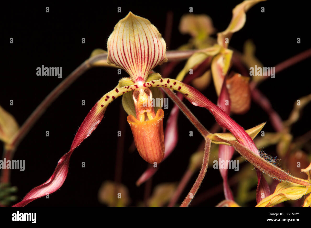 Paphiopedilum orchid flowers Stock Photo