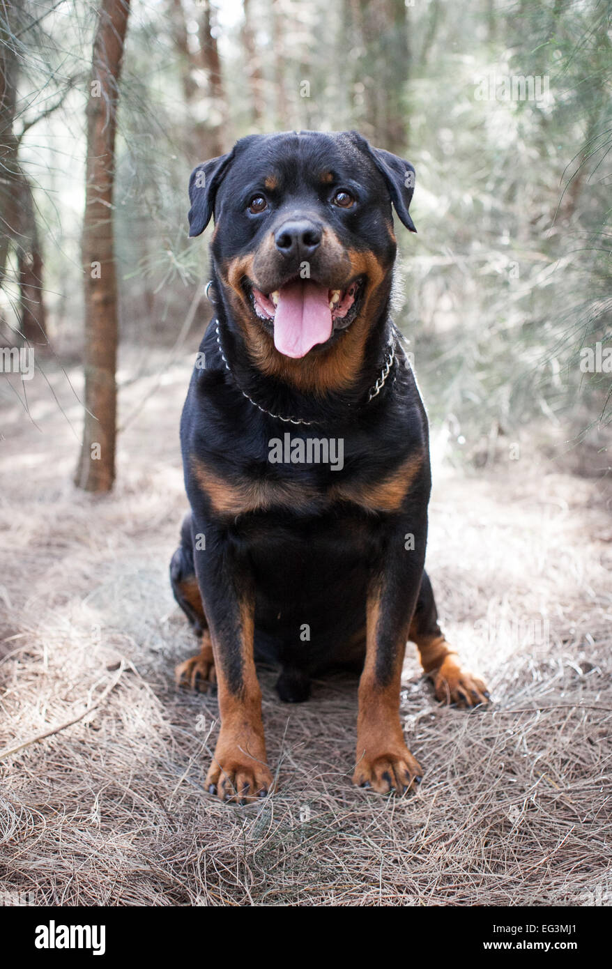 Are Rottweiler Gentle Dogs