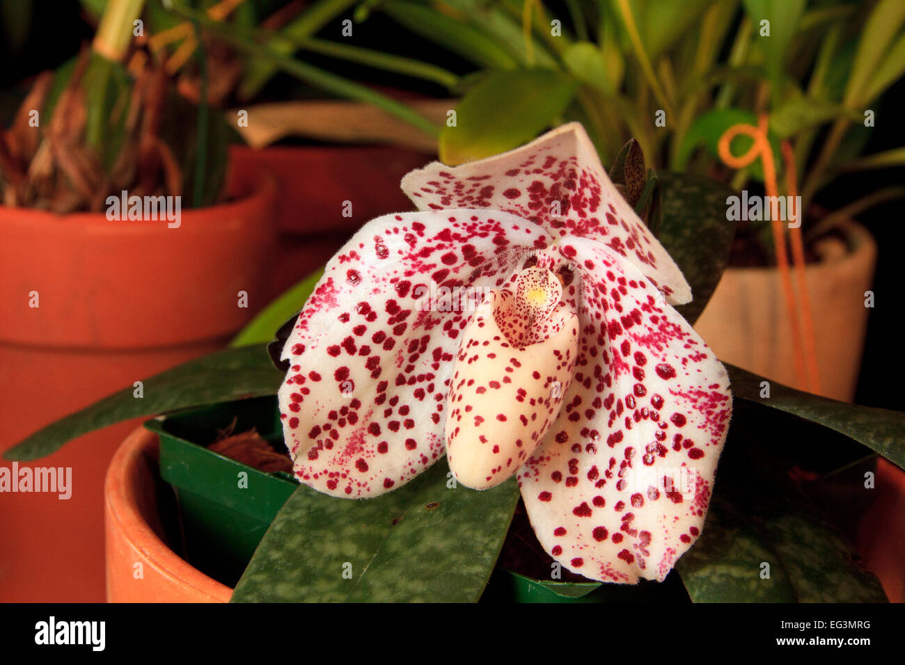 Paphiopedilum bellatulum orchid flower Stock Photo