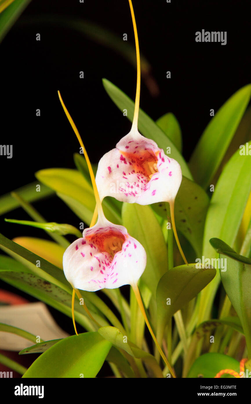 Masdevallia hybrid orchid variety *Geneva Spots' Stock Photo
