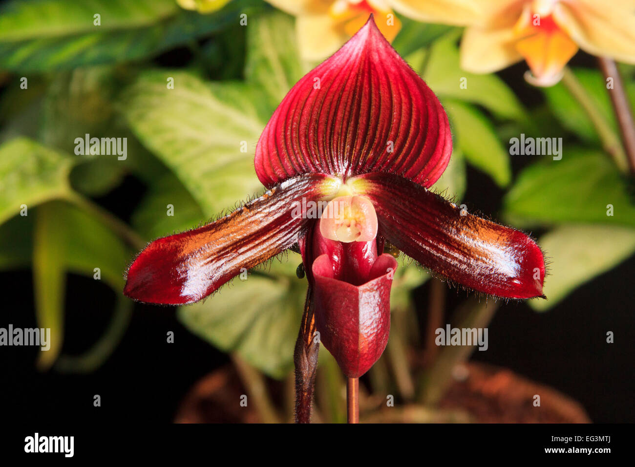 Paphiopedilum Odette's Charm hybrid orchid (Petula's Mystery X Odettes's Spell) Stock Photo