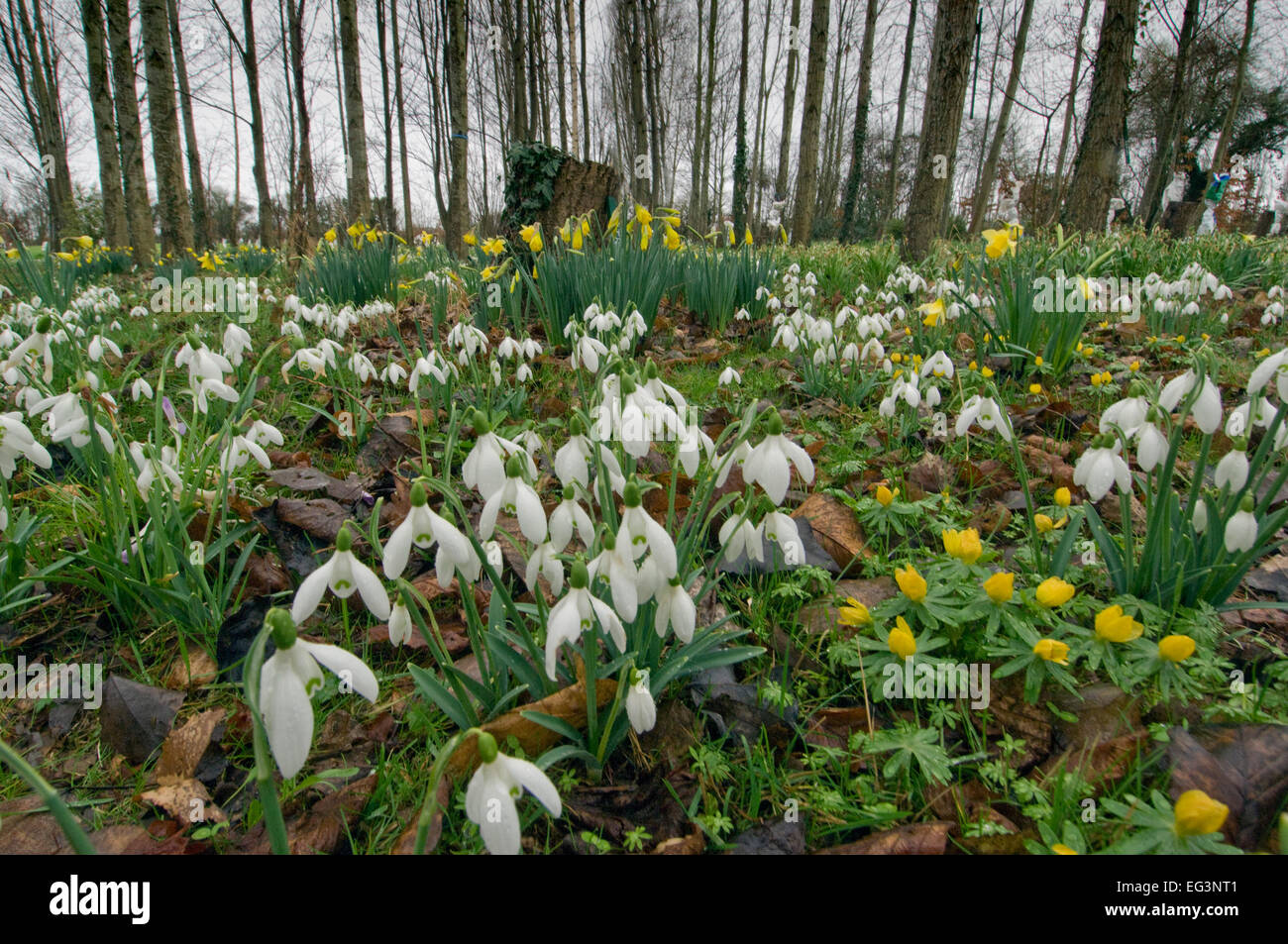 Snowdrops (Galanthus) growing in a woodland setting at Avon Bulbs Ltd,in Somerset. a UK garden flower gardening woods flora Stock Photo
