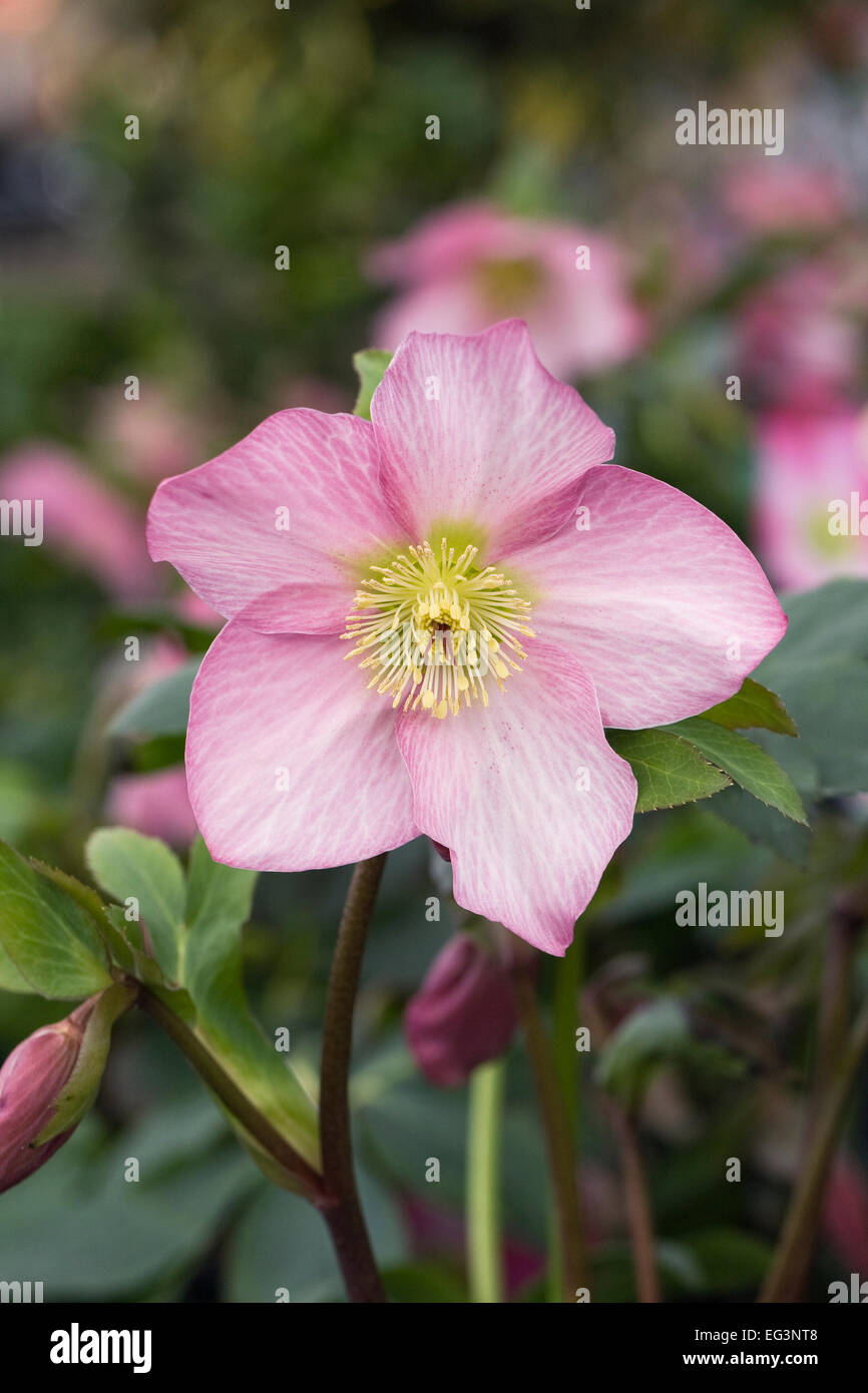 Hellebores flowering in the garden in late winter Stock Photo Alamy