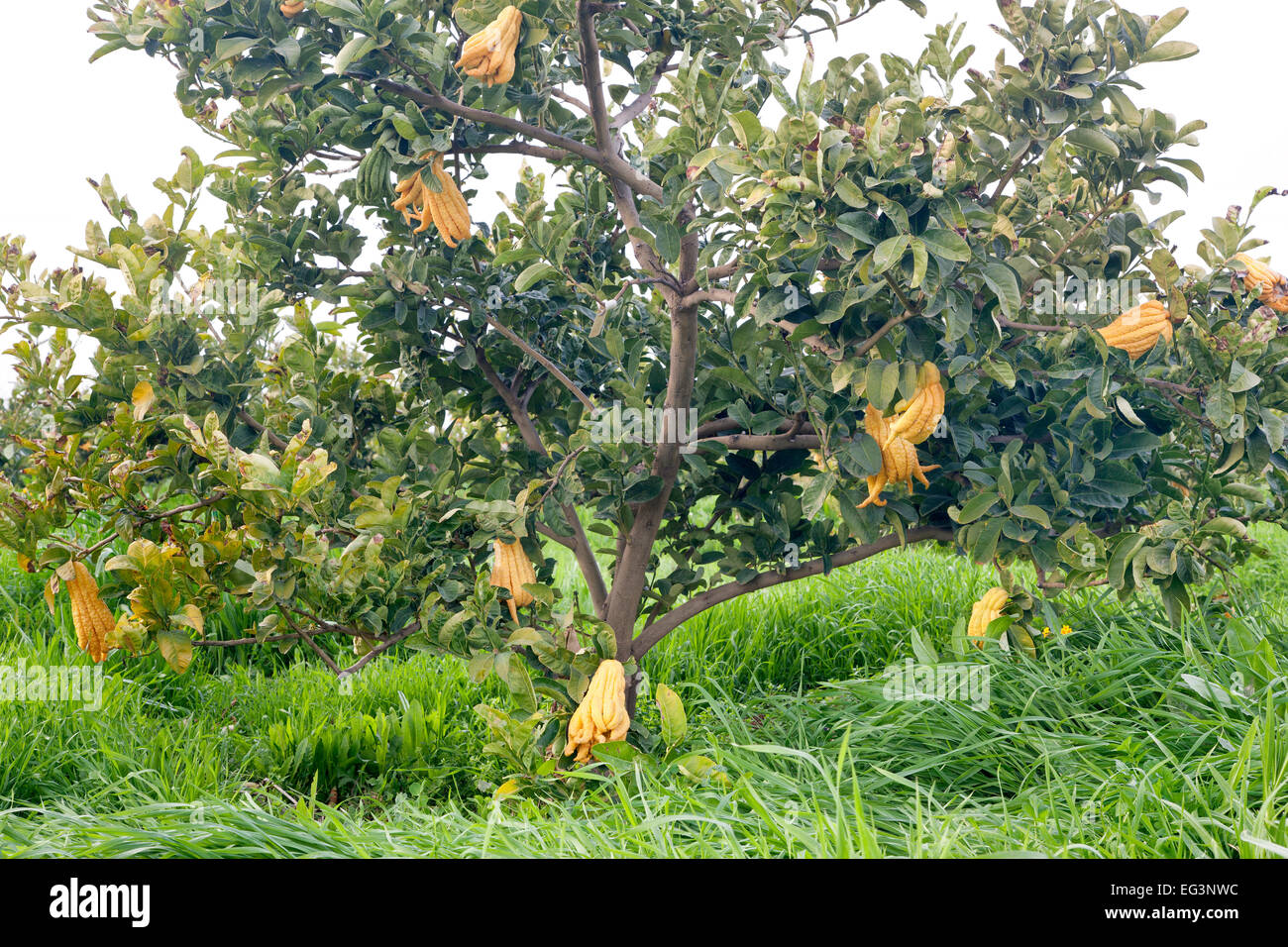 Buddha's Hand, maturing fruit on branches. Stock Photo