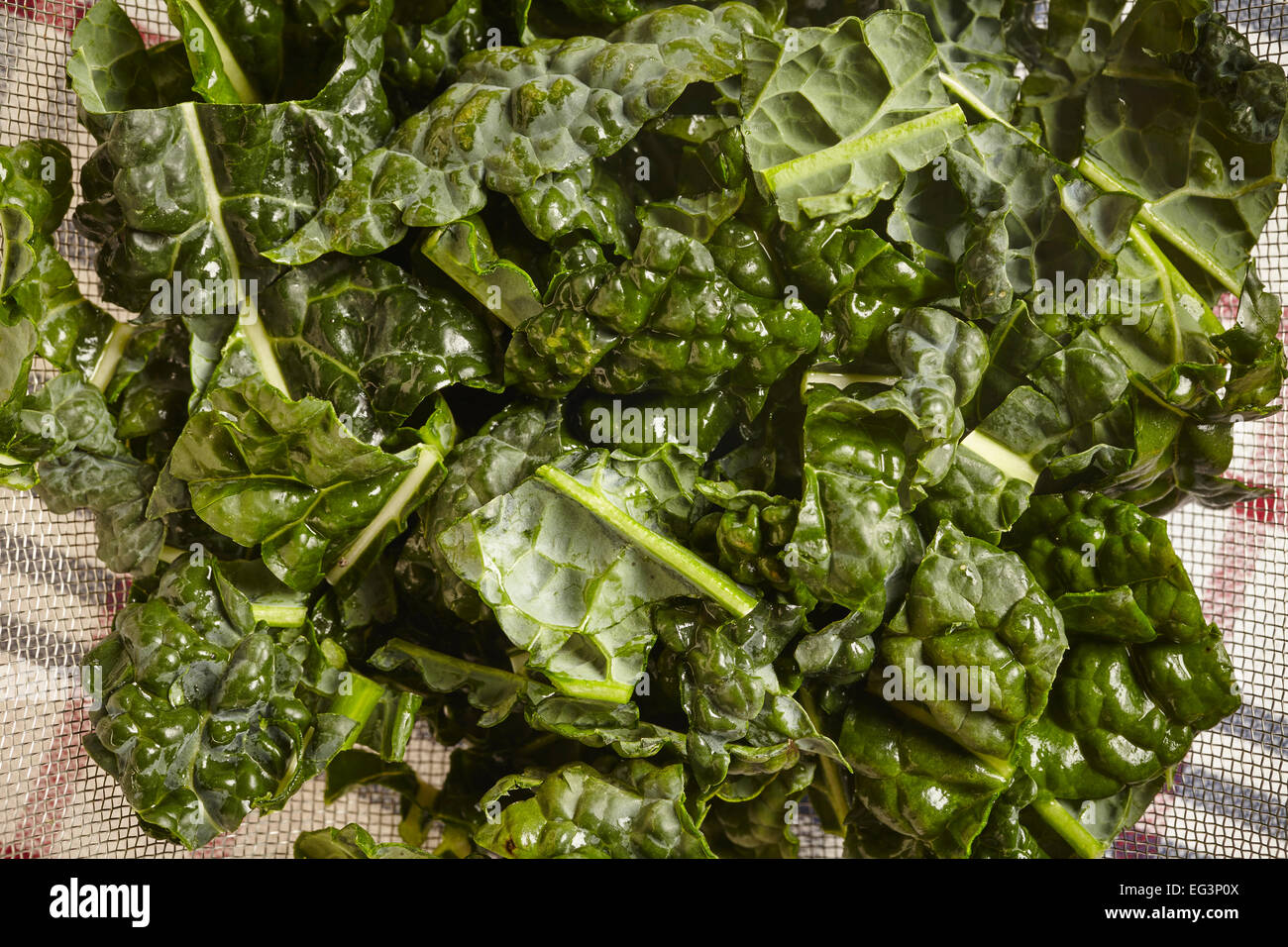 Chopped Tuscan Kale, called Cavolo Nero in Italian Stock Photo