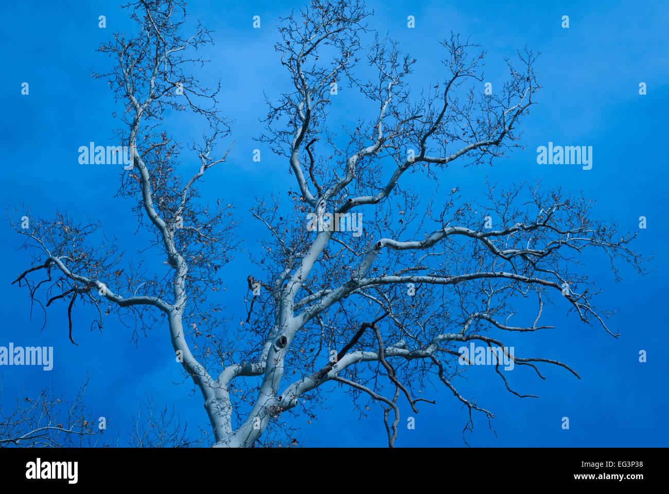 A beautiful tree against blue sky with interesting branches. Stock Photo