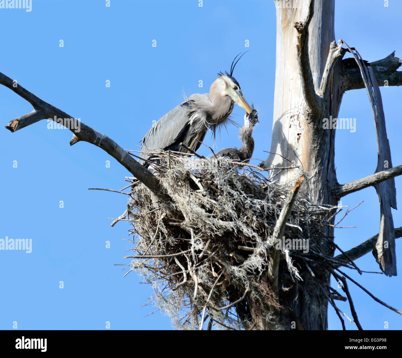 Great Blue Heron (Ardea Herodias) Feeding A Baby Stock Photo - Alamy