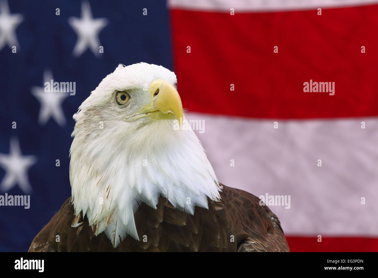 The iconic Bald Eagle (Haliaeetus leucocephalus) in front of the stars and stripes of the American flag in Texas, USA. Stock Photo