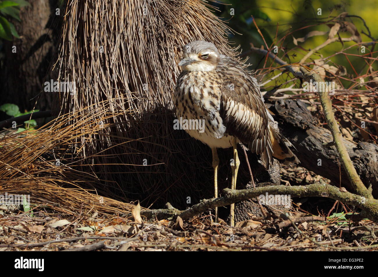 A Bush Stone-curlew (Burhinus grallarius), also called bush thick-knee, is camouflaged among shrubs and leaf litter in Qld. Stock Photo