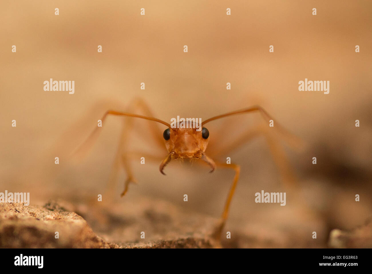 Weaver ant (Oecophylla smaragdina) closeup Stock Photo - Alamy