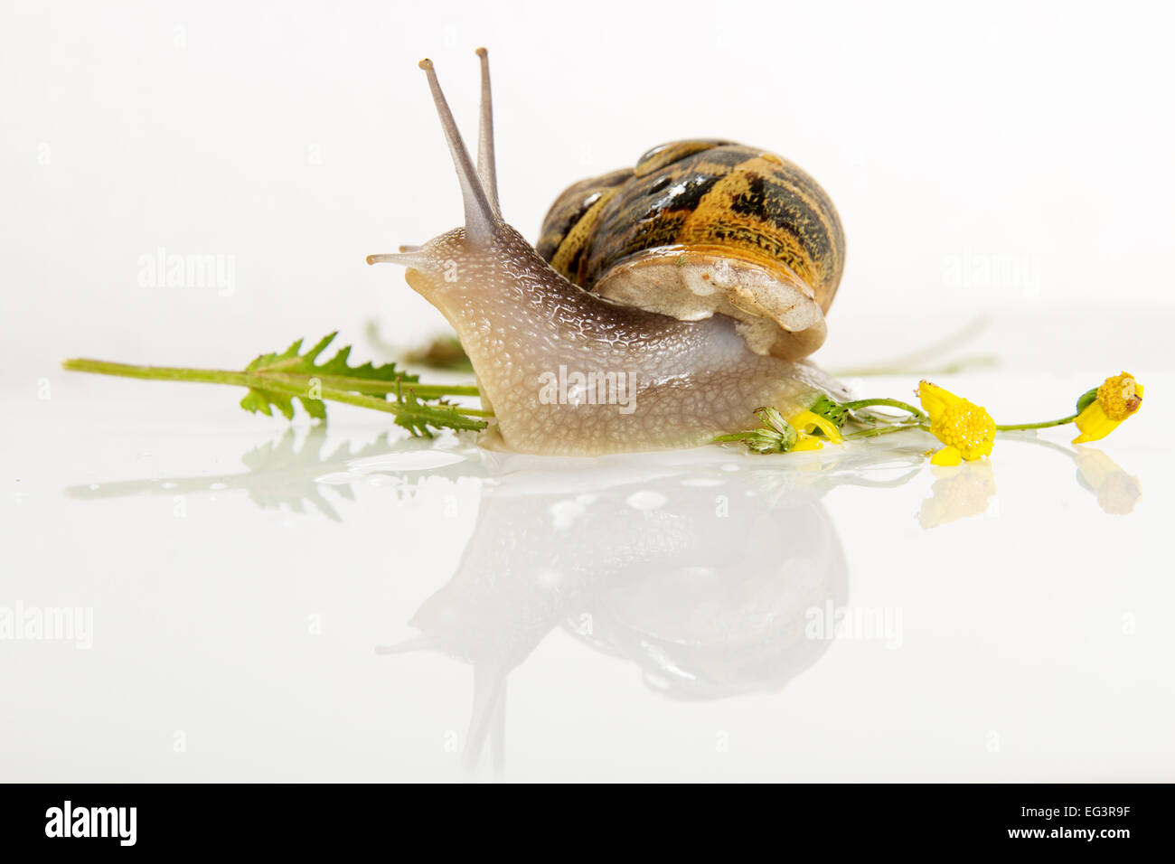 Beautiful photo snail isolated on white background Stock Photo - Alamy
