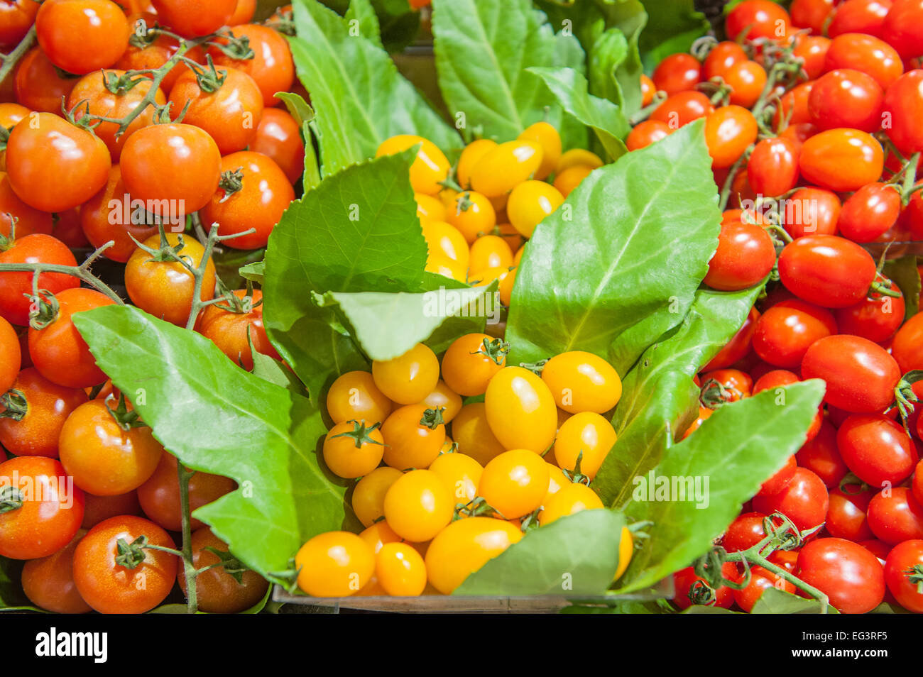 Yellow and red tomatoes on a shelf in market, close up with out of of focus background Stock Photo