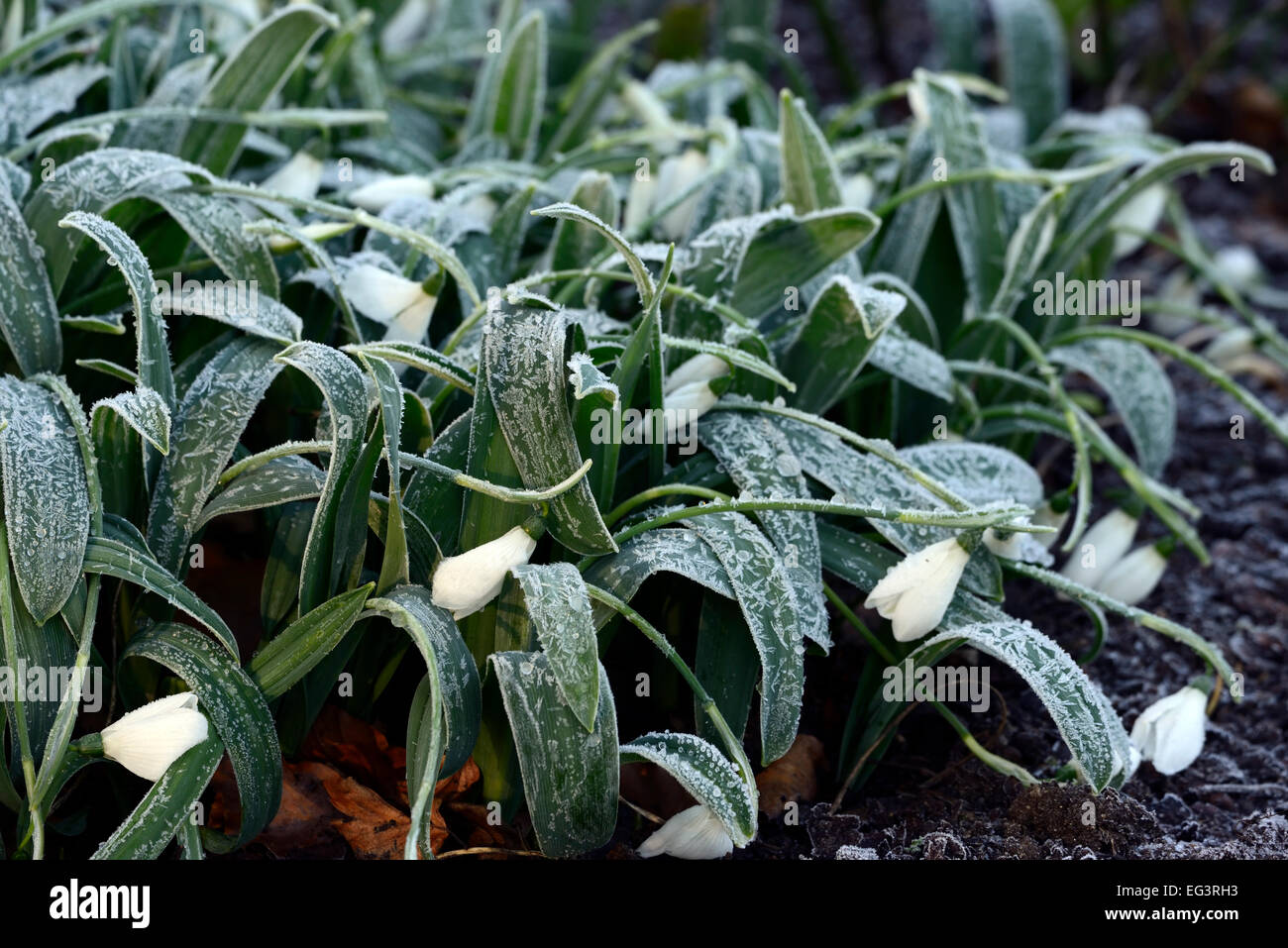 hard hoar frost frosted covered galanthus snowdrop snowdrops flower flowers damage recover blooms spring RM Floral Stock Photo