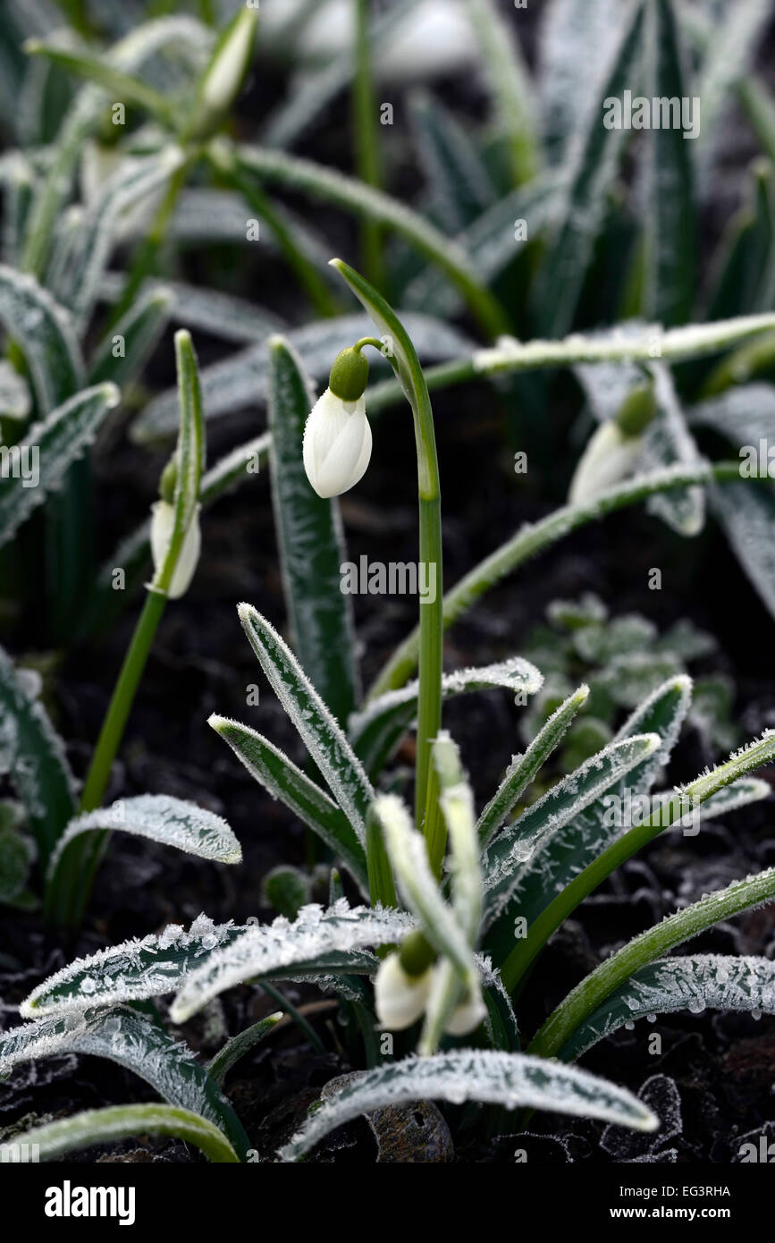 hard hoar frost frosted covered galanthus snowdrop snowdrops flower flowers damage recover blooms spring RM Floral Stock Photo