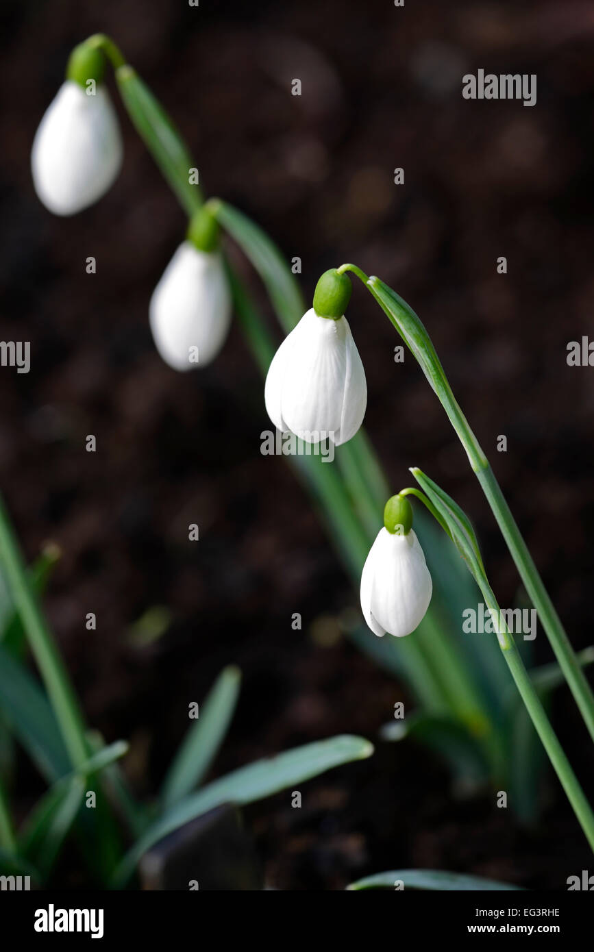 Galanthus Brenda Troyle snowdrops white flowers green markings flower petals spring plant portraits bulbs snowdrop RM floral Stock Photo
