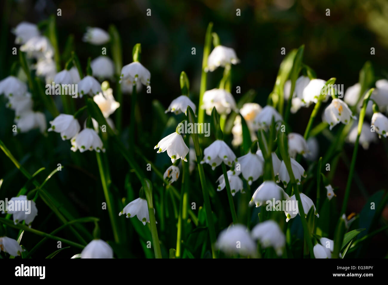 Leucojum Vernum Spring Snowflake Flower Flowers Frost Covered Frosty Morning Ice Winter Green Tips Tipped Rm Floral Stock Photo Alamy