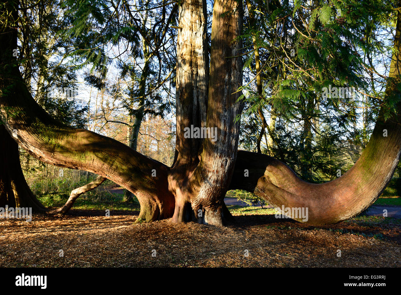 thuja plicata Western Red Cedar mature old specimen champion tree trees conifer coniferous blarney castle buttressed base Stock Photo