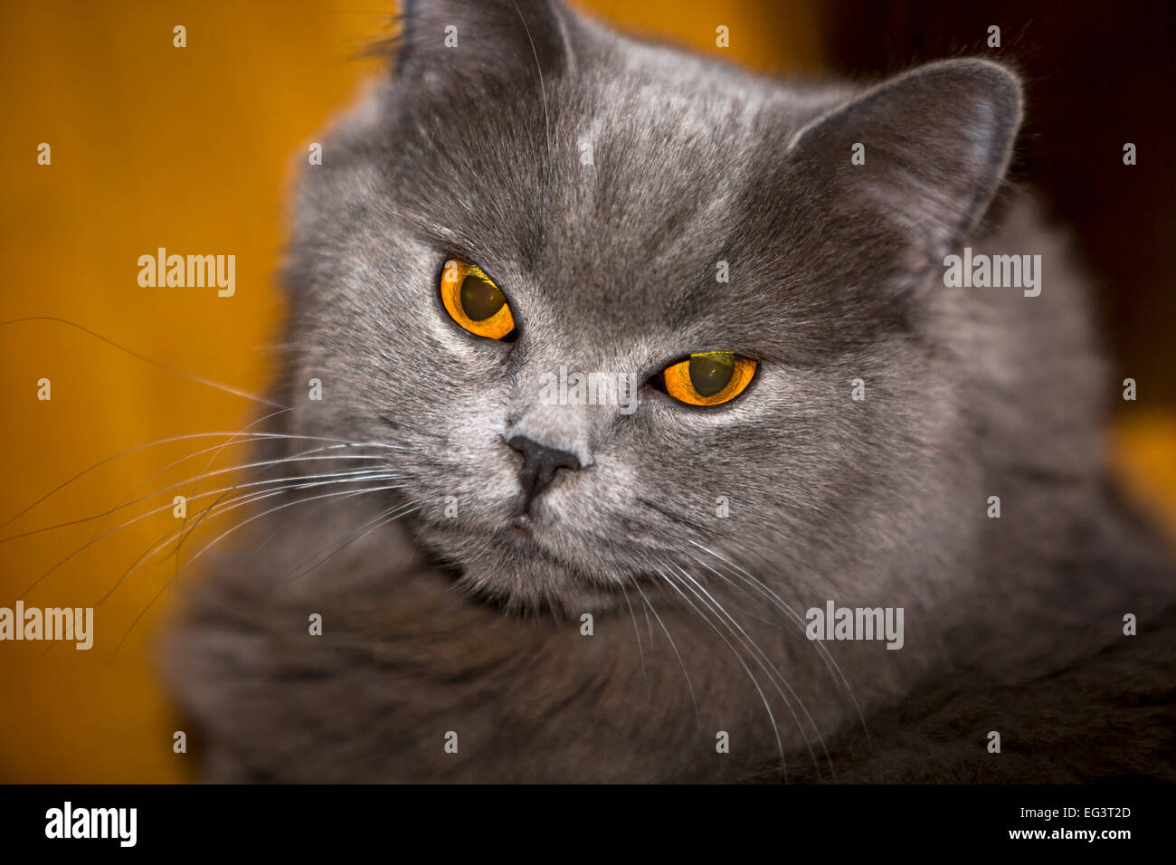 Grumpy looking cat Stock Photo - Alamy