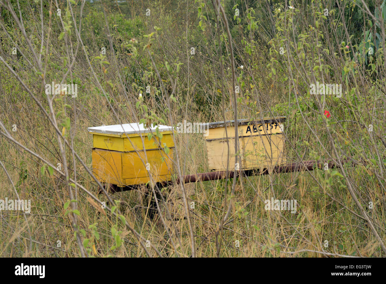 Kenyan beekeepers hive at Soysambu in Kenya, East Africa Stock Photo