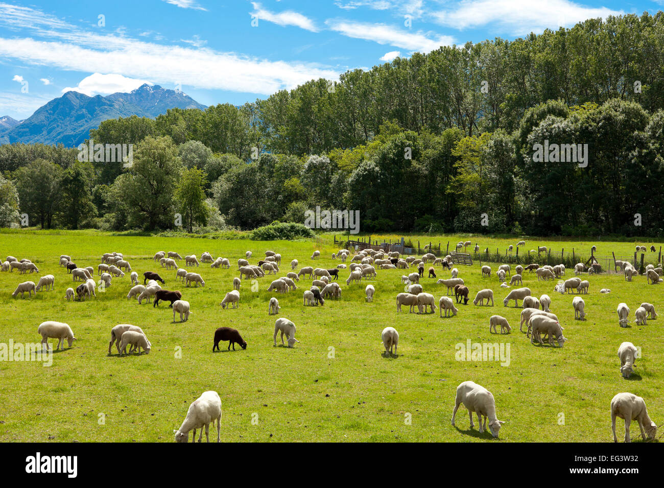 Flock of sheep grazing Stock Photo - Alamy