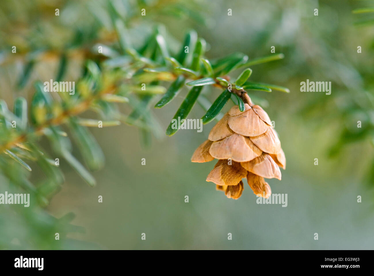 Pine Cone from Japanese Hemlock Tree - Tsuga sieboldii Stock Photo