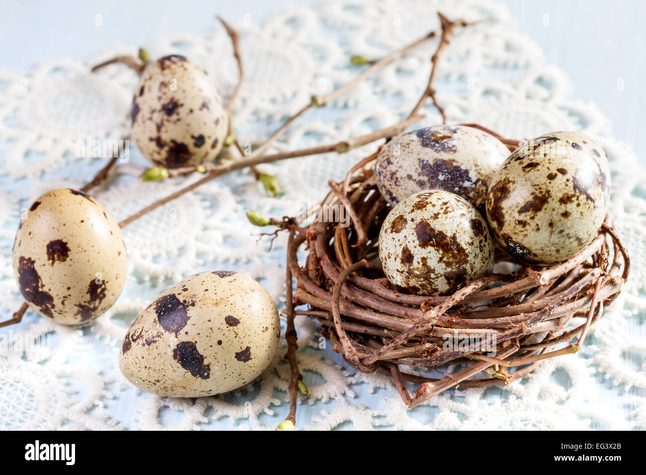 Quail eggs in the nest closeup Stock Photo