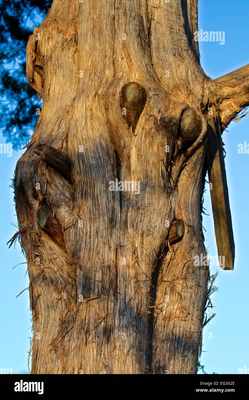 Cedar Tree trunk in Victor Ashe Park Stock Photo