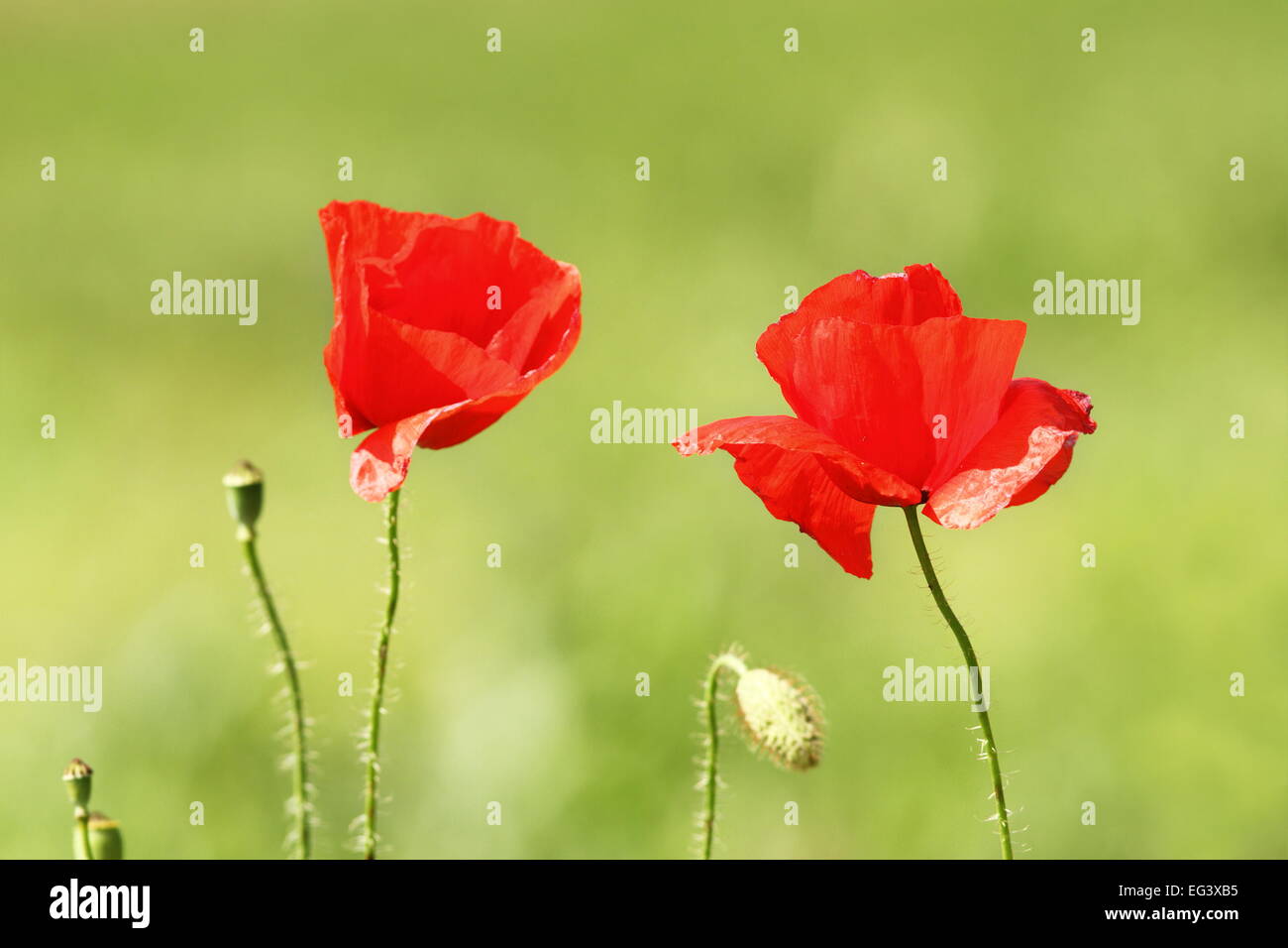 two wild poppy flowers ( Papaver rhoeas ) over green out of focus background Stock Photo