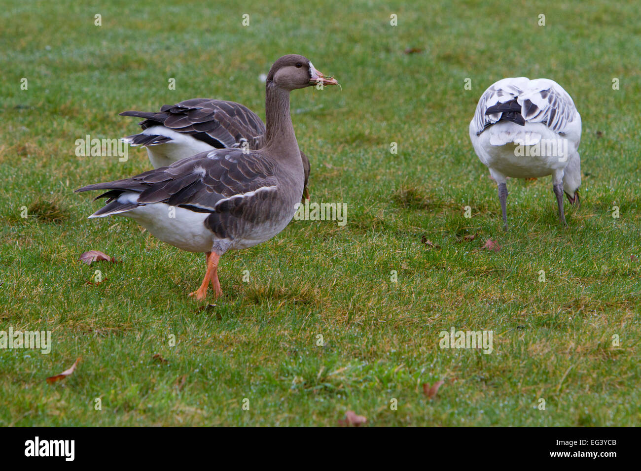 Canada goose vs woolrich hijos online