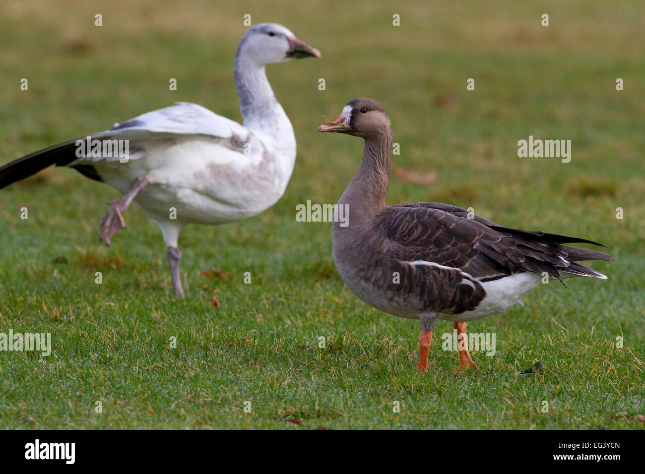 Greater Whitefronted Goose (Anser albifrons) with Snow Goose (Chen