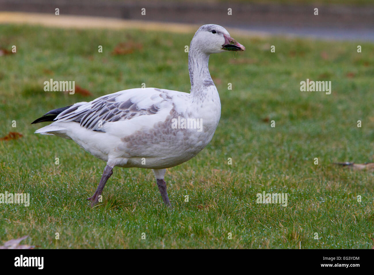 Snow goose white morph immature hires stock photography and images Alamy