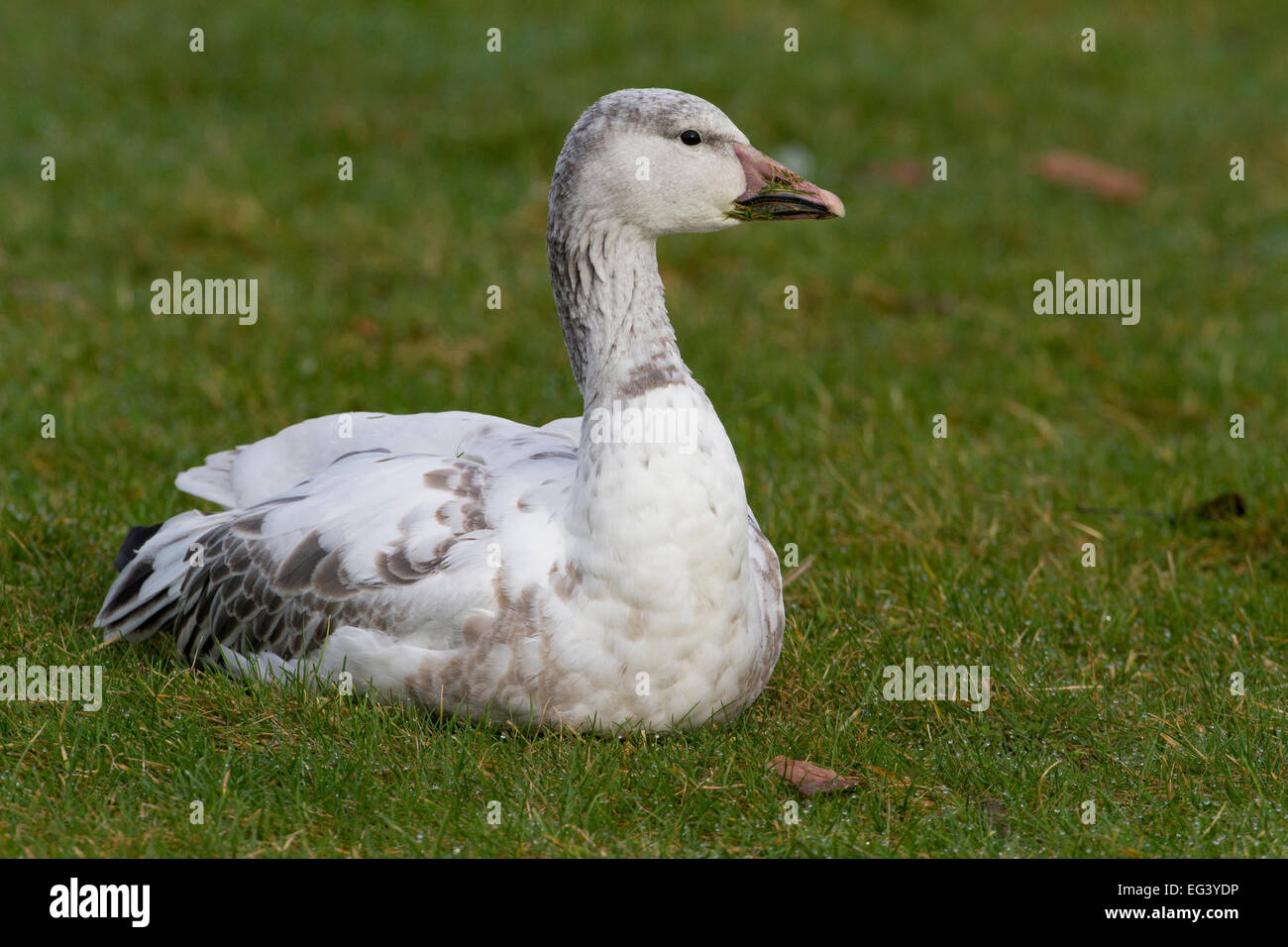 snow-goose-chen-caerulescens-first-cycle-bird-resting-in-community