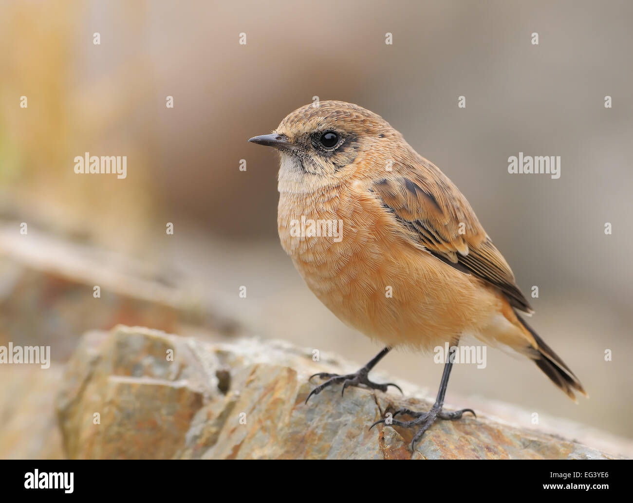 Common stonechat, juvenile bird, northern Kyrgyzstan Stock Photo