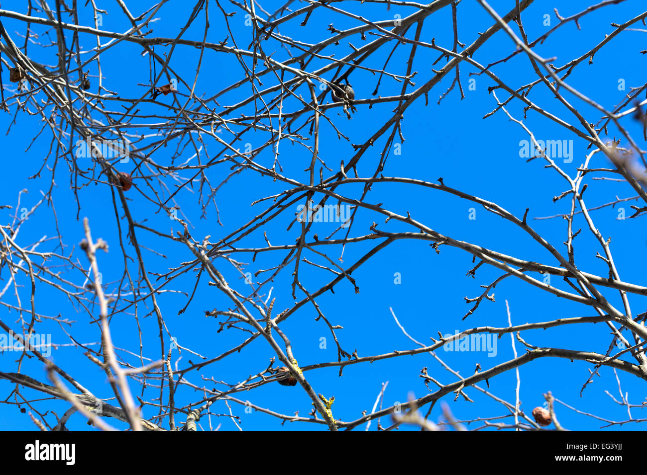 Branches of apple trees Stock Photo