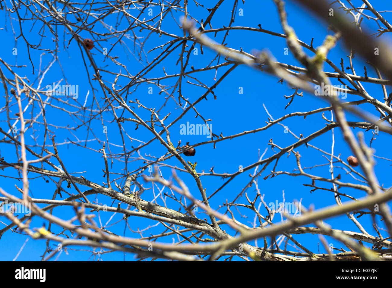 Branches of apple trees Stock Photo