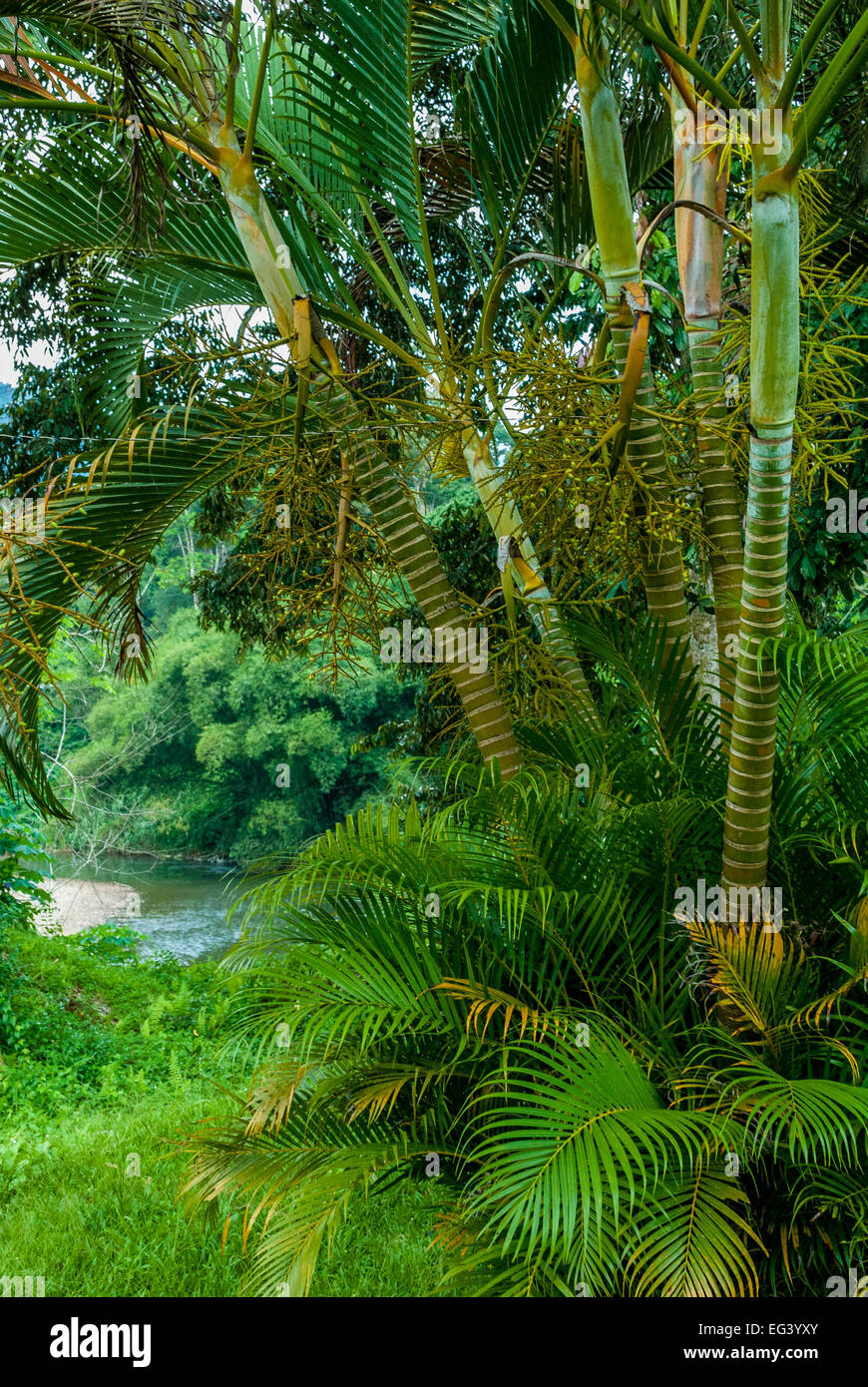 Big Bamboo in Borneo Stock Photo - Alamy