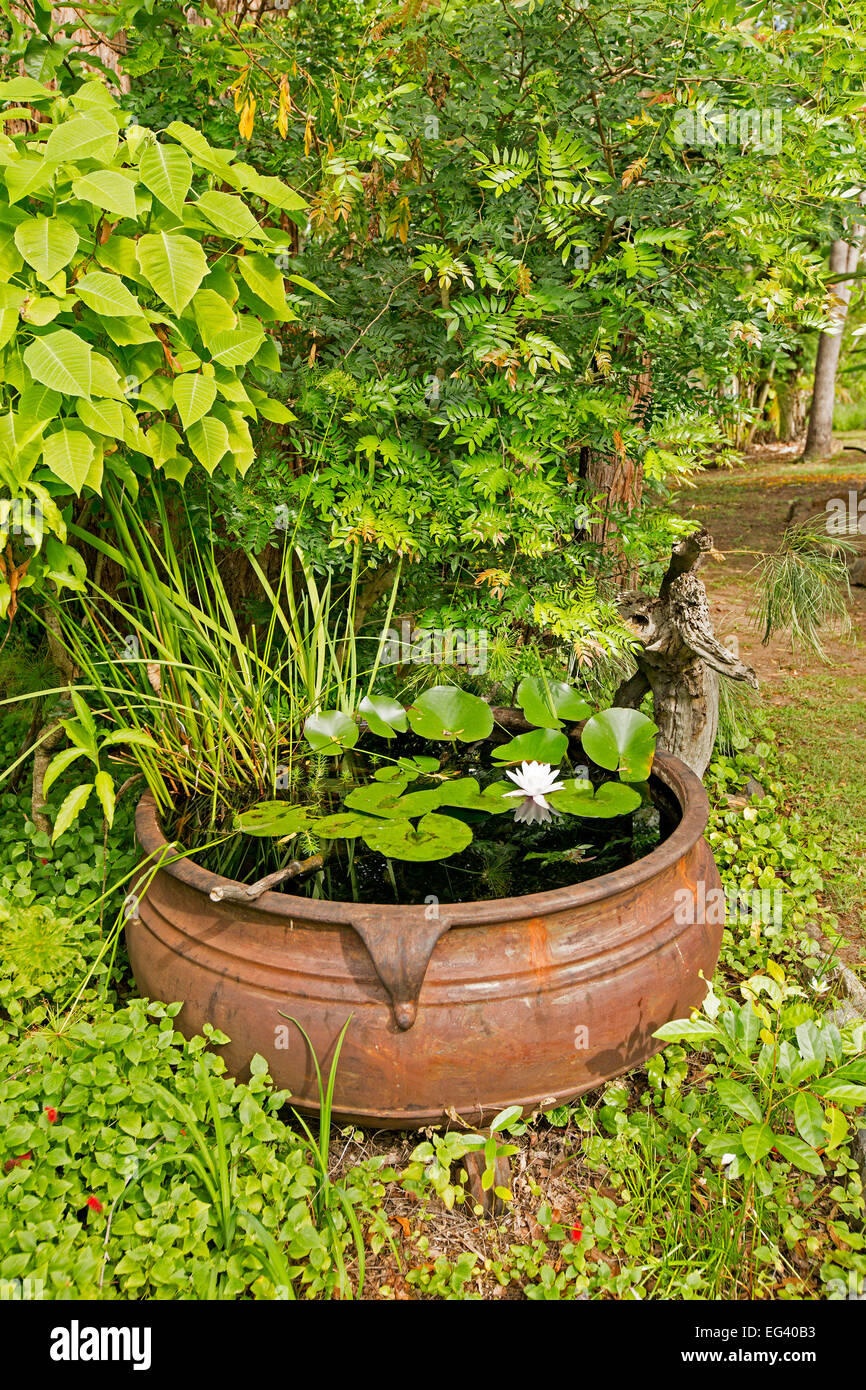 Large circular cauldron, unusual decorative garden water feature with waterlily & papyrus surrounded by emerald green shrubs & ground cover plants Stock Photo