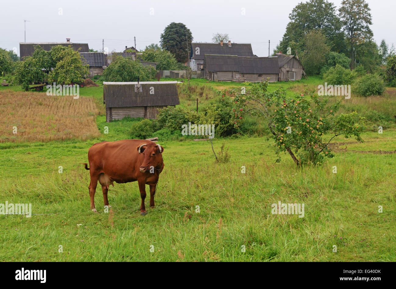 Brown cow on a meadow in the village Stock Photo - Alamy
