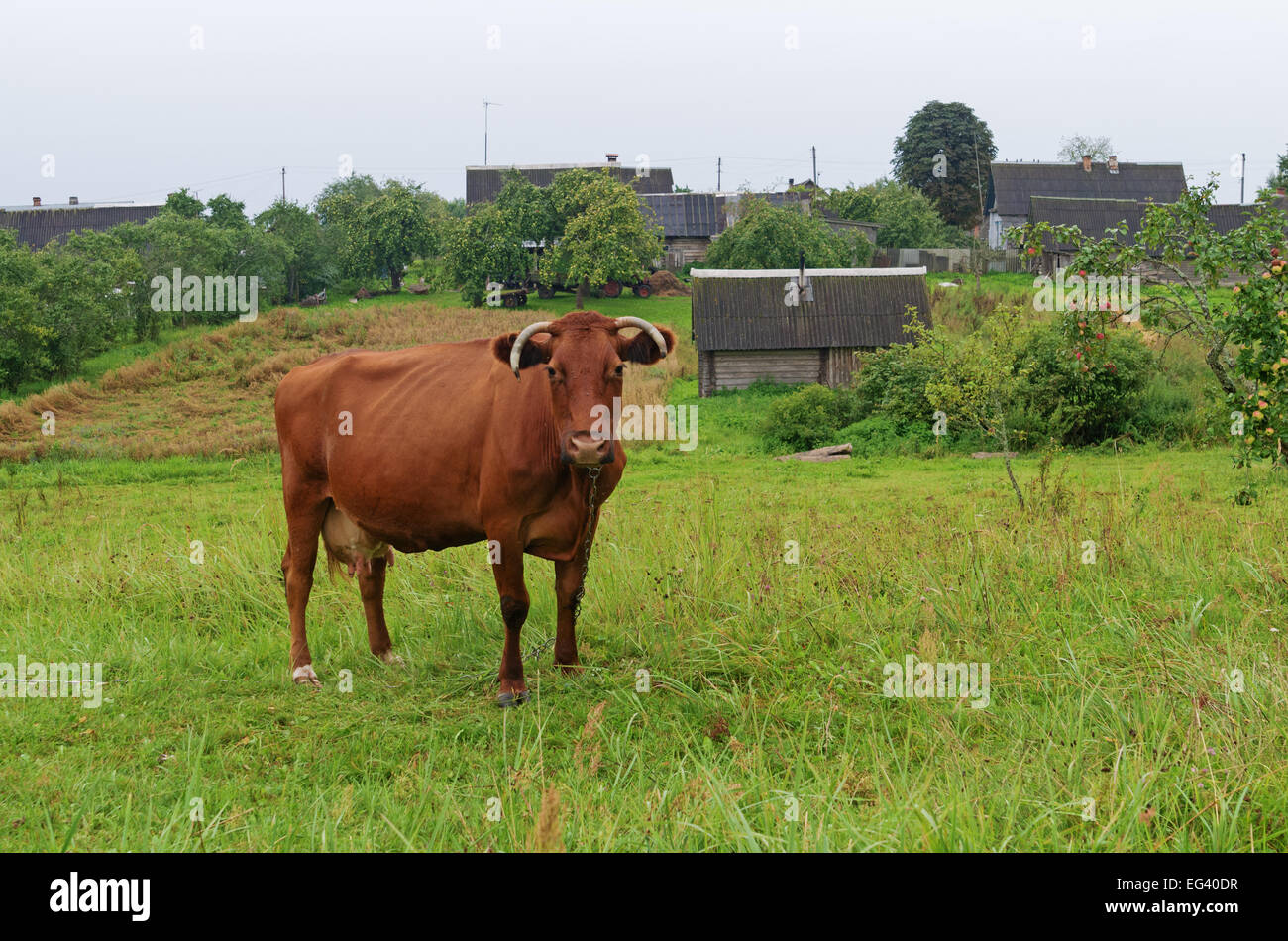 Brown cow on a meadow in the village Stock Photo - Alamy