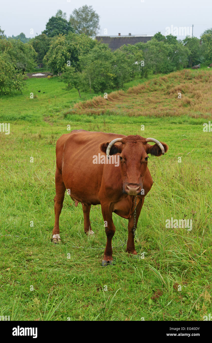 Brown cow on a meadow in the village Stock Photo - Alamy