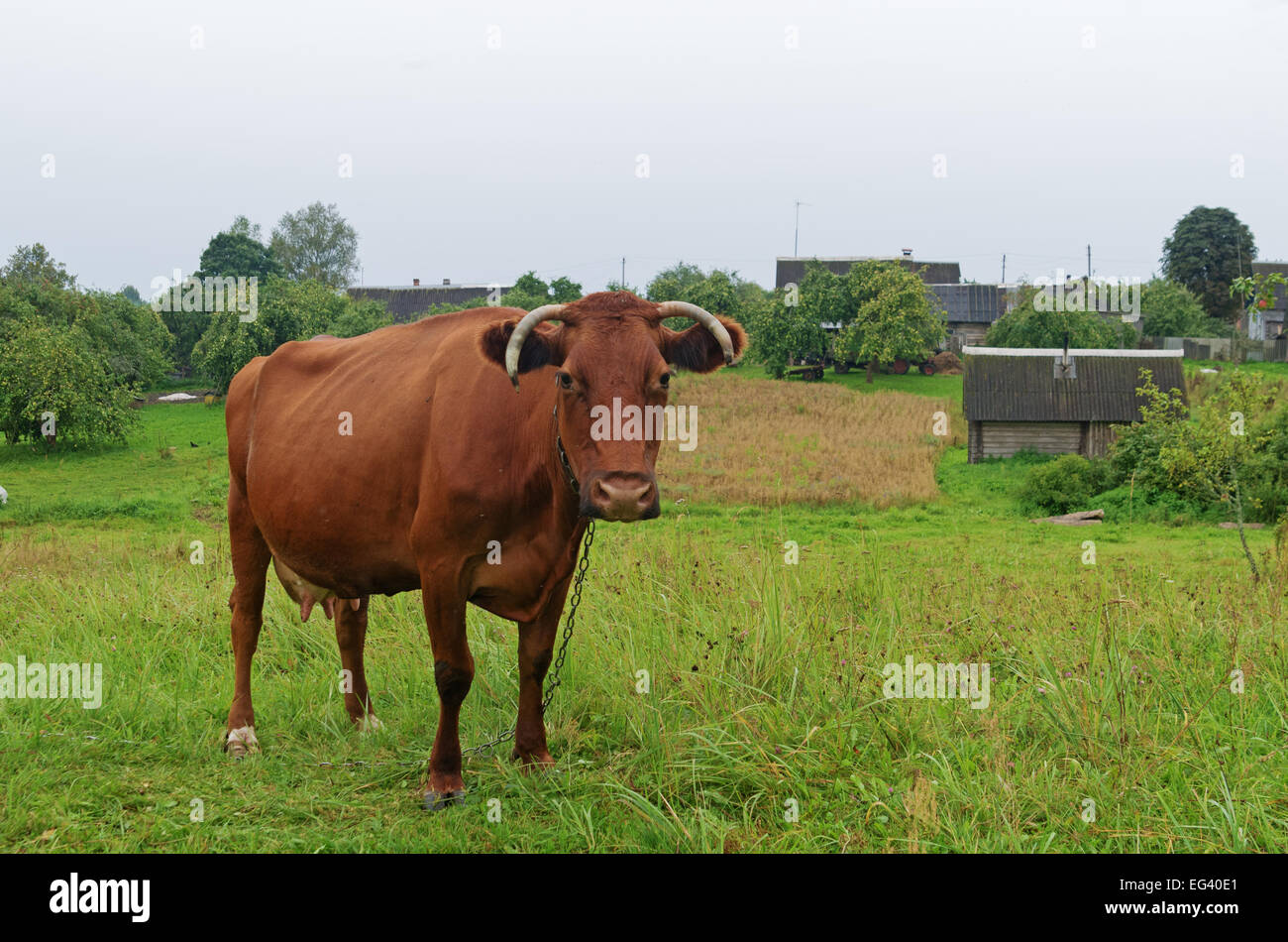 Brown cow on a meadow in the village Stock Photo - Alamy