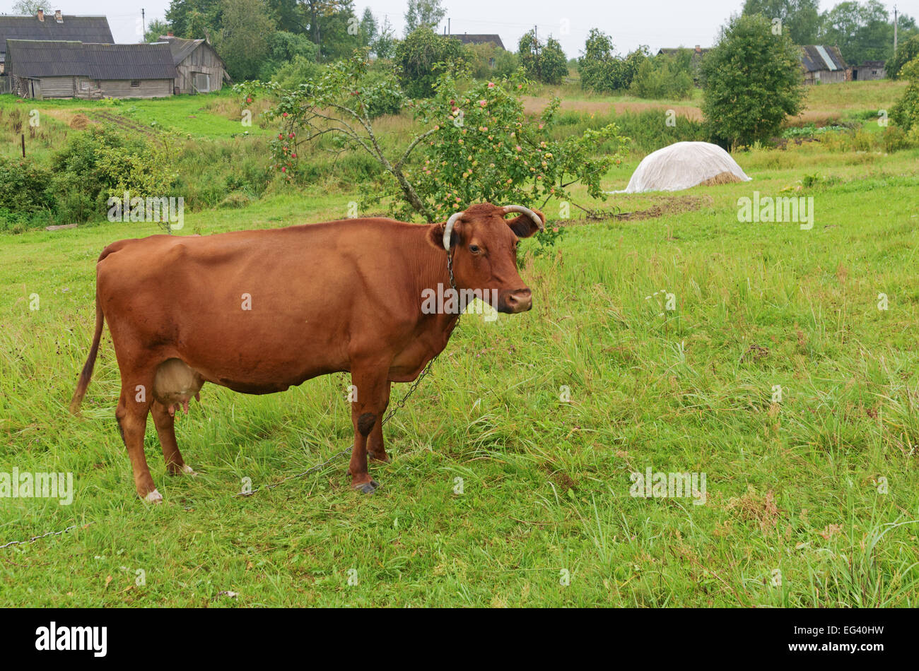 Brown cow on a meadow in the village Stock Photo - Alamy