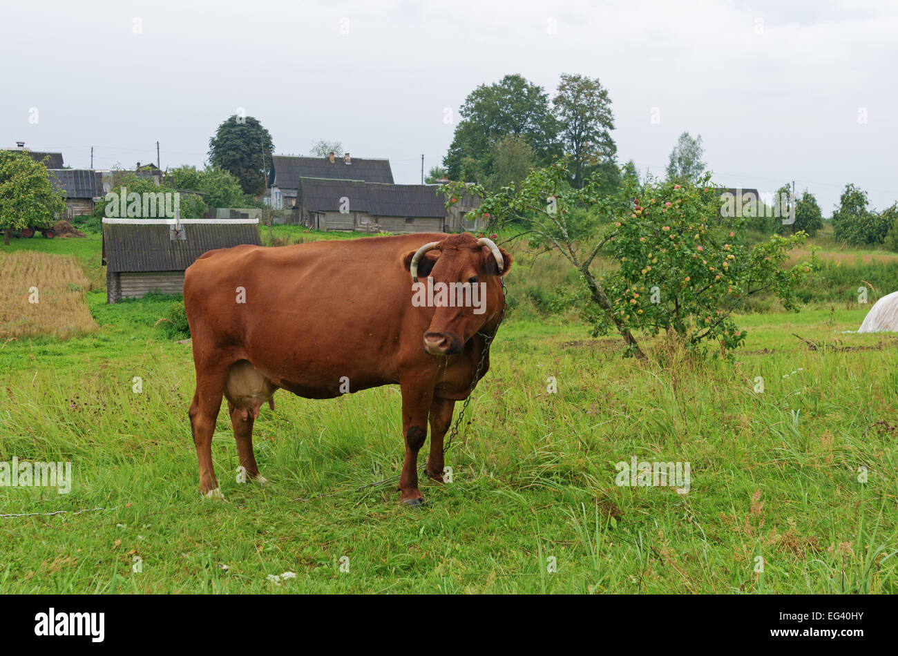 Brown cow on a meadow in the village Stock Photo - Alamy