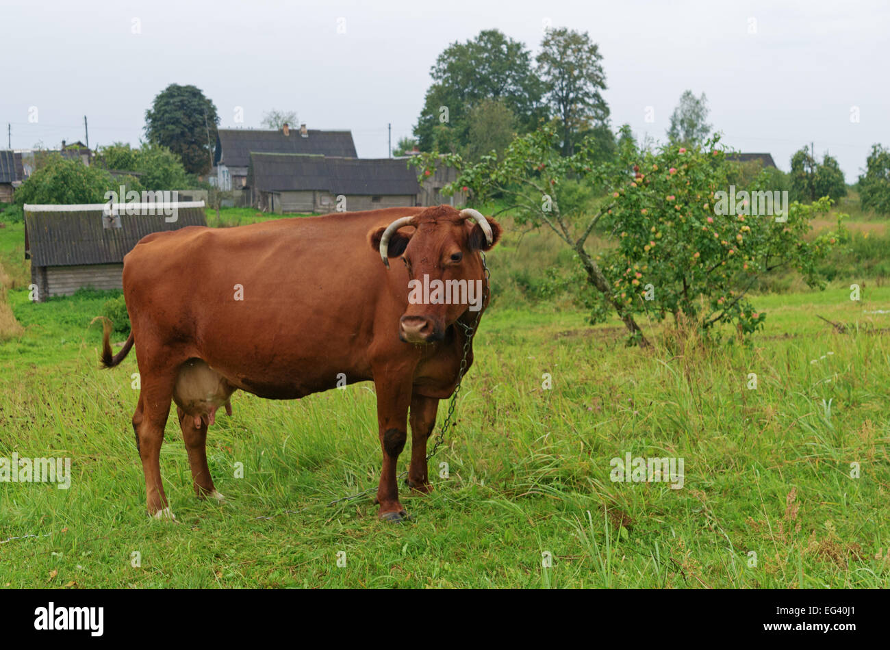 Brown cow on a meadow in the village Stock Photo - Alamy